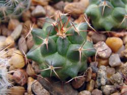 Mammillaria flavovirens Rog 573