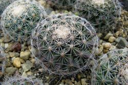 Mammillaria hemisphaerica RS 100