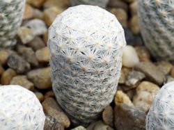 Mammillaria herrerae