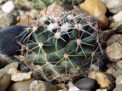 Mammillaria heyderi v. meiacantha JM 201