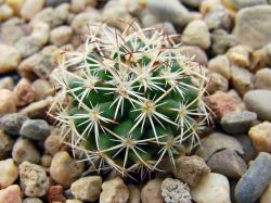 Mammillaria mystax SB 1081