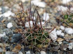 Mammillaria pettersonii L 1357