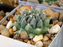 Mammillaria sempervivi SB 91