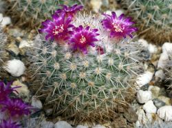 Mammillaria tegelbergiana ML 372