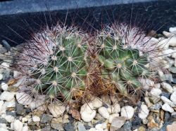 Mammillaria zeyeriana SB 445 Двухголовый