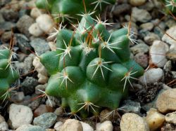 Mammillaria zuccariniana Rog 116