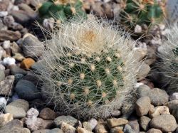 Matucana herzogiana KK 565