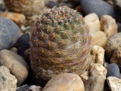 Mediolobivia einsteinii VG 1213