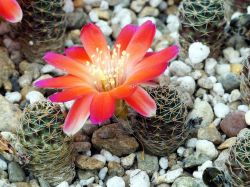 Mediolobivia pectinata KK 974
