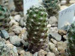 Mediolobivia sp. VG 146-2