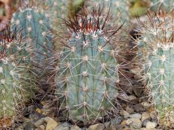 Melocactus azureus HU 256