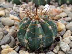 Melocactus glaucescens HU 219