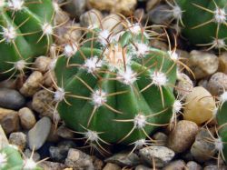 Melocactus matanzanus