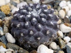 Neochilenia dimorpha, Choros Bajos