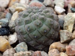 Neochilenia napina WM 7