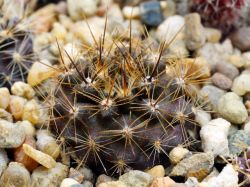 Neochilenia rupicola WK 733