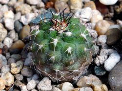 Neoporteria islayensis v. copiapoides "chalaensis"