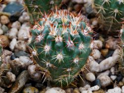 Notocactus submammulosus VG 420