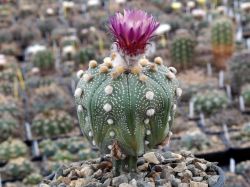 Astrophytum asterias 'cerv.kvet' #1