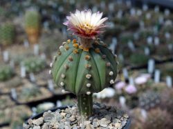 Astrophytum asterias 'cerv.kvet' #2