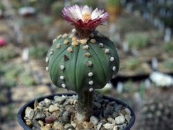 Astrophytum asterias 'cerv.kvet' #3