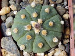 Astrophytum asterias hybr