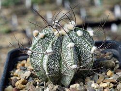 Astrophytum capas