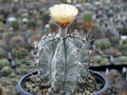 Astrophytum niveum