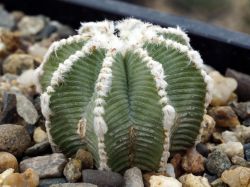 Aztekium hintonii PP 222