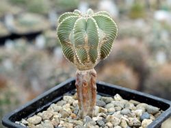 Aztekium hintonii PP 222
