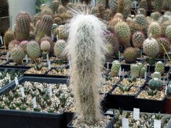 Cephalocereus senilis
