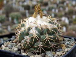 Coryphantha elephantidens Michoacan