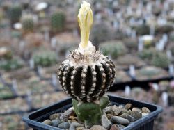 Discocactus horstii #2
