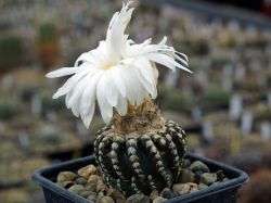 Discocactus horstii #3