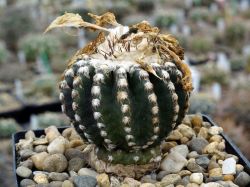 Discocactus horstii #4