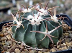 Echinocactus texensis PP 1525