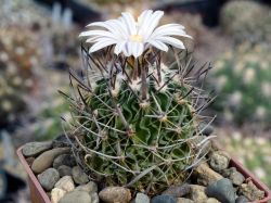 Echinofossulocactus erectocentrus v. papyracanthus SB 286 #1