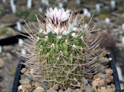Echinofossulocactus erectocentrus v. papyracanthus SB 286 #2