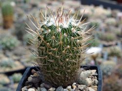 Echinofossulocactus erectocentrus v. papyracanthus SB 286 #3