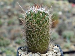 Echinofossulocactus erectocentrus v. papyracanthus SB 286 #4
