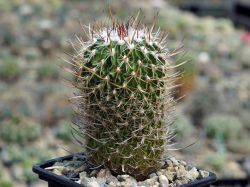 Echinofossulocactus erectocentrus v. papyracanthus SB 286 #5
