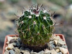 Echinofossulocactus erectocentrus v. papyracanthus SB 286 #6