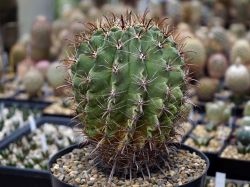 Ferocactus horridus #1