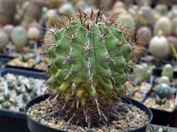 Ferocactus horridus #2