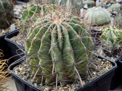 Ferocactus wislizenii
