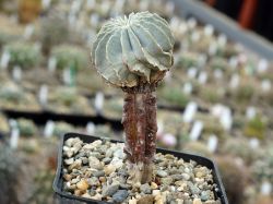 Geohintonia mexicana PP 223