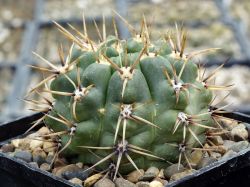Gymnocalycium achirasense VG 018