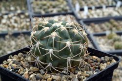 Gymnocalycium achirasense VG 716