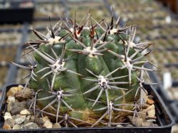 Gymnocalycium achirasense v. kainradliae VG 019