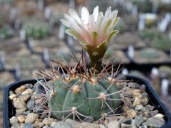 Gymnocalycium ambatoense VG 383 #1